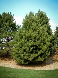 Сосна Чёрная (Pinus Nigra) купить по цене от 270.00р. в интернет-магазине «Посадика» с доставкой почтой в в Серпухове и по всей России – [изображение №1].