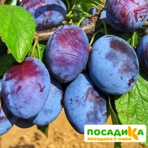 Слива Чачакская ранняя купить по цене от 229.00р. в интернет-магазине «Посадика» с доставкой почтой в в Серпухове и по всей России – [изображение №1].