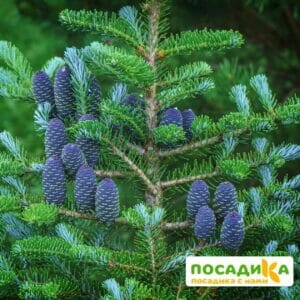 Пихта корейская (Abies koreana) купить по цене от 450.00р. в интернет-магазине «Посадика» с доставкой почтой в в Серпухове и по всей России – [изображение №1].