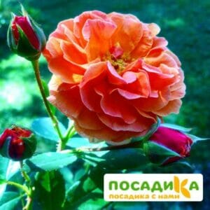 Роза Арабия купить по цене от 350.00р. в интернет-магазине «Посадика» с доставкой почтой в в Серпухове и по всей России – [изображение №1].