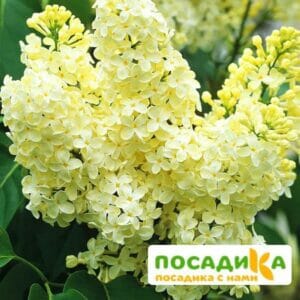 Сирень Примроуз (Primrose) купить по цене от 529.00р. в интернет-магазине «Посадика» с доставкой почтой в в Серпухове и по всей России – [изображение №1].