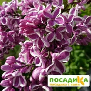 Сирень Сенсация купить по цене от 529.00р. в интернет-магазине «Посадика» с доставкой почтой в в Серпухове и по всей России – [изображение №1].