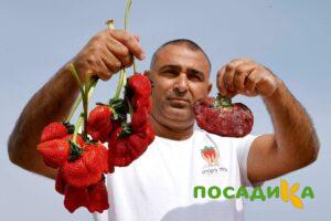 Клубника Гигант Джорнея купить по цене от 266р. в интернет-магазине «Посадика» с доставкой почтой в в Серпухове и по всей России – [изображение №1].