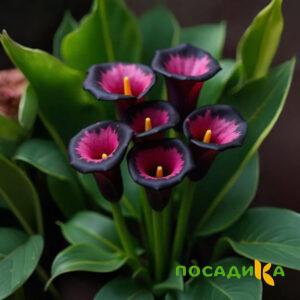 Калла Аура Лейс купить по цене от 400р. в интернет-магазине «Посадика» с доставкой почтой в в Серпухове и по всей России – [изображение №1].