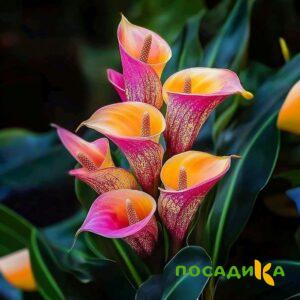 Калла Оникс купить по цене от 450р. в интернет-магазине «Посадика» с доставкой почтой в в Серпухове и по всей России – [изображение №1].
