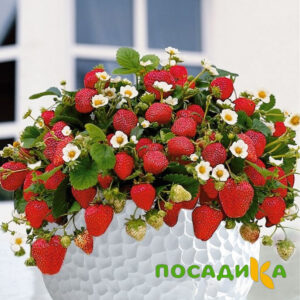 Клубника Рубиновый Шепот (горшечная) купить по цене от 240р. в интернет-магазине «Посадика» с доставкой почтой в в Серпухове и по всей России – [изображение №1].