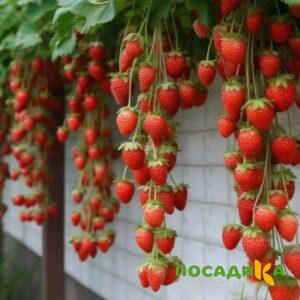 Клубника вьющаяся Комплимент купить по цене от 470р. в интернет-магазине «Посадика» с доставкой почтой в в Серпухове и по всей России – [изображение №1].