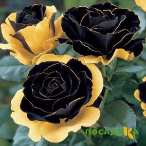 Роза Ханни Сикл купить по цене от 700р. в интернет-магазине «Посадика» с доставкой почтой в в Серпухове и по всей России – [изображение №1].