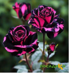 Роза Багровый Шепот купить по цене от 366р. в интернет-магазине «Посадика» с доставкой почтой в в Серпухове и по всей России – [изображение №1].