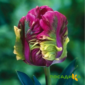 Тюльпан Экзотик Хэвен купить по цене от 186р. в интернет-магазине «Посадика» с доставкой почтой в в Серпухове и по всей России – [изображение №1].