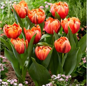 Тюльпан Гудошник Дабл купить по цене от 185р. в интернет-магазине «Посадика» с доставкой почтой в в Серпухове и по всей России – [изображение №1].