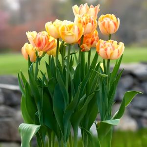 Тюльпан Верона Санрайз купить по цене от 280р. в интернет-магазине «Посадика» с доставкой почтой в в Серпухове и по всей России – [изображение №1].