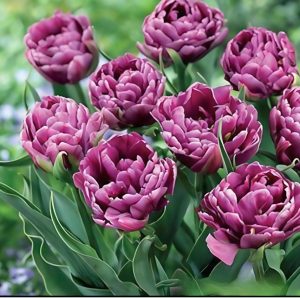 Тюльпан Айс Крим купить по цене от 430р. в интернет-магазине «Посадика» с доставкой почтой в в Серпухове и по всей России – [изображение №1].