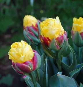 Тюльпан Айс Крим Банана купить по цене от 360р. в интернет-магазине «Посадика» с доставкой почтой в в Серпухове и по всей России – [изображение №1].