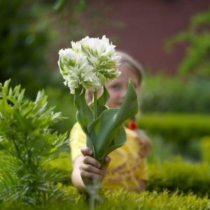 Тюльпан Супер Пэррот купить по цене от 360р. в интернет-магазине «Посадика» с доставкой почтой в в Серпухове и по всей России – [изображение №1].