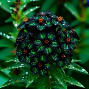 Флокс Ривьера купить по цене от 299р. в интернет-магазине «Посадика» с доставкой почтой в в Серпухове и по всей России – [изображение №1].