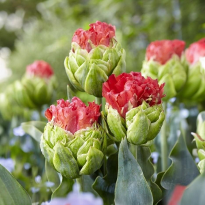 Тюльпан Бычий Глаз купить по цене от 275р. в интернет-магазине «Посадика» с доставкой почтой в в Серпухове и по всей России – [изображение №1].