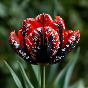 Тюльпан Вельвет Файер купить по цене от 394р. в интернет-магазине «Посадика» с доставкой почтой в в Серпухове и по всей России – [изображение №1].