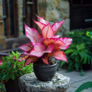 Хоста Розовая Симфония купить по цене от 800р. в интернет-магазине «Посадика» с доставкой почтой в в Серпухове и по всей России – [изображение №1].