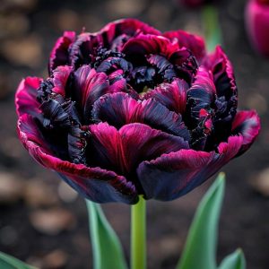 Тюльпан Фламинго купить по цене от 500р. в интернет-магазине «Посадика» с доставкой почтой в в Серпухове и по всей России – [изображение №1].