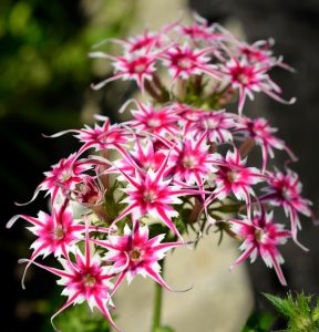 Флокс Метельчатый Путь купить по цене от 456р. в интернет-магазине «Посадика» с доставкой почтой в в Серпухове и по всей России – [изображение №1].