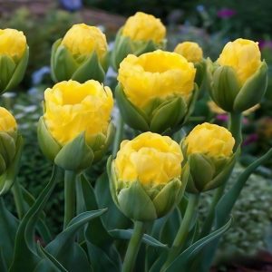 Тюльпан махровый Ванила Коп купить по цене от 159р. в интернет-магазине «Посадика» с доставкой почтой в в Серпухове и по всей России – [изображение №1].