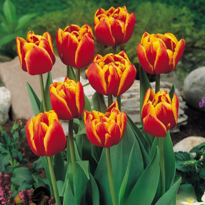 Тюльпан Блэк Фаер купить по цене от 275р. в интернет-магазине «Посадика» с доставкой почтой в в Серпухове и по всей России – [изображение №1].