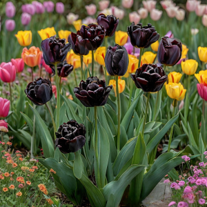 Тюльпан махровый Рейдинс Дарк купить по цене от 230р. в интернет-магазине «Посадика» с доставкой почтой в в Серпухове и по всей России – [изображение №1].