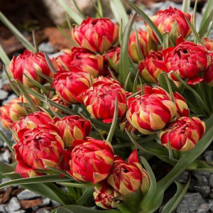 Тюльпан Ап Пинк купить по цене от 390р. в интернет-магазине «Посадика» с доставкой почтой в в Серпухове и по всей России – [изображение №1].