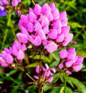 Флокс Бутоник купить по цене от 461р. в интернет-магазине «Посадика» с доставкой почтой в в Серпухове и по всей России – [изображение №1].