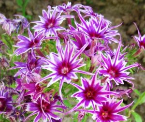 Флокс Звездное Кружево купить по цене от 361р. в интернет-магазине «Посадика» с доставкой почтой в в Серпухове и по всей России – [изображение №1].