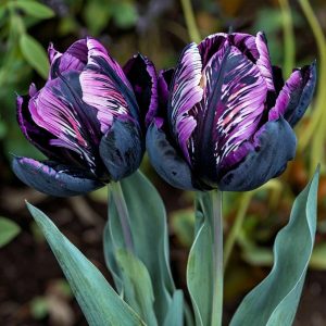 Тюльпан Блэк Каньон купить по цене от 305р. в интернет-магазине «Посадика» с доставкой почтой в в Серпухове и по всей России – [изображение №1].