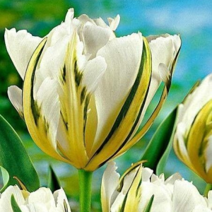 Тюльпан Экзотик Пуруссима купить по цене от 305р. в интернет-магазине «Посадика» с доставкой почтой в в Серпухове и по всей России – [изображение №1].