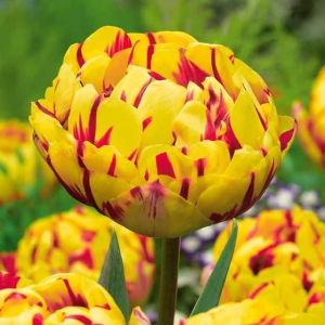 Тюльпан махровый Голден Ницц купить по цене от 361р. в интернет-магазине «Посадика» с доставкой почтой в в Серпухове и по всей России – [изображение №1].