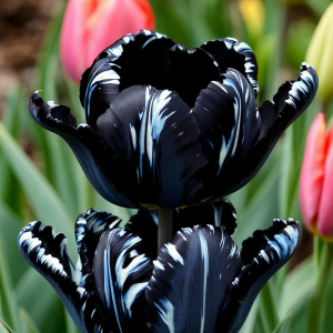 Тюльпан Шелк Нуар купить по цене от 219р. в интернет-магазине «Посадика» с доставкой почтой в в Серпухове и по всей России – [изображение №1].