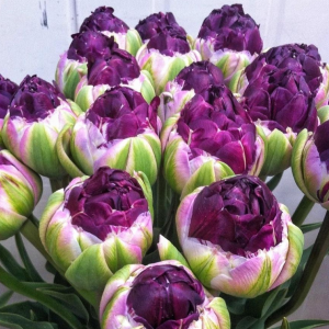 Тюльпан Анаконда купить по цене от 450р. в интернет-магазине «Посадика» с доставкой почтой в в Серпухове и по всей России – [изображение №1].