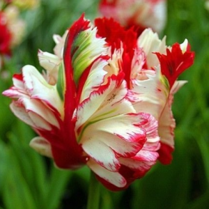 Тюльпан Эстелла Рижнвельд купить по цене от 500р. в интернет-магазине «Посадика» с доставкой почтой в в Серпухове и по всей России – [изображение №1].