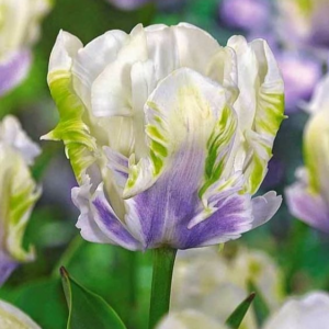 Тюльпан Уайт Лизарт купить по цене от 360р. в интернет-магазине «Посадика» с доставкой почтой в в Серпухове и по всей России – [изображение №1].