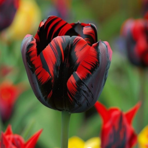 Тюльпан Блэк Перрот купить по цене от 351р. в интернет-магазине «Посадика» с доставкой почтой в в Серпухове и по всей России – [изображение №1].