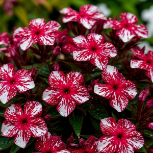 Флокс Ливер Гриммер купить по цене от 590р. в интернет-магазине «Посадика» с доставкой почтой в в Серпухове и по всей России – [изображение №1].