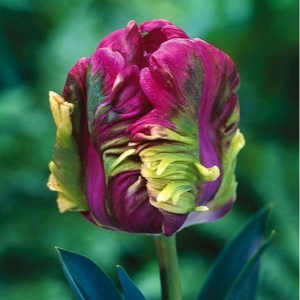 Тюльпан Экзотик Хэвен купить по цене от 186р. в интернет-магазине «Посадика» с доставкой почтой в в Серпухове и по всей России – [изображение №1].