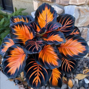 Хоста Сикрет Форест купить по цене от 601р. в интернет-магазине «Посадика» с доставкой почтой в в Серпухове и по всей России – [изображение №1].