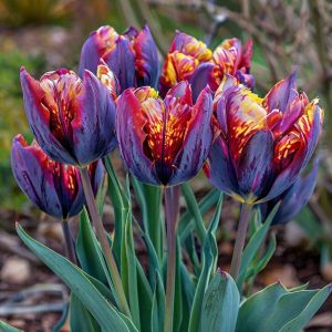 Тюльпан Опал Дрим купить по цене от 207р. в интернет-магазине «Посадика» с доставкой почтой в в Серпухове и по всей России – [изображение №1].